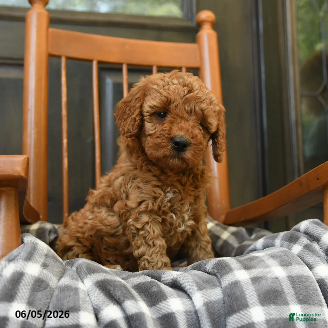 Miniature Poodle dogs for sale: Caramel - Ad 1