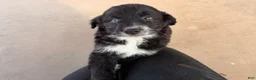 Mixed Breed dogs for sale: Yang  - Ad 2