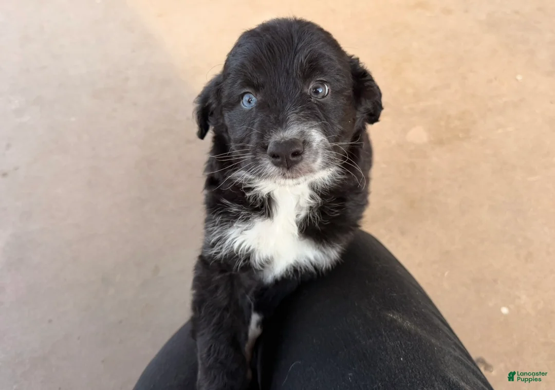 Mixed Breed dogs for sale: Yang  - Ad 2
