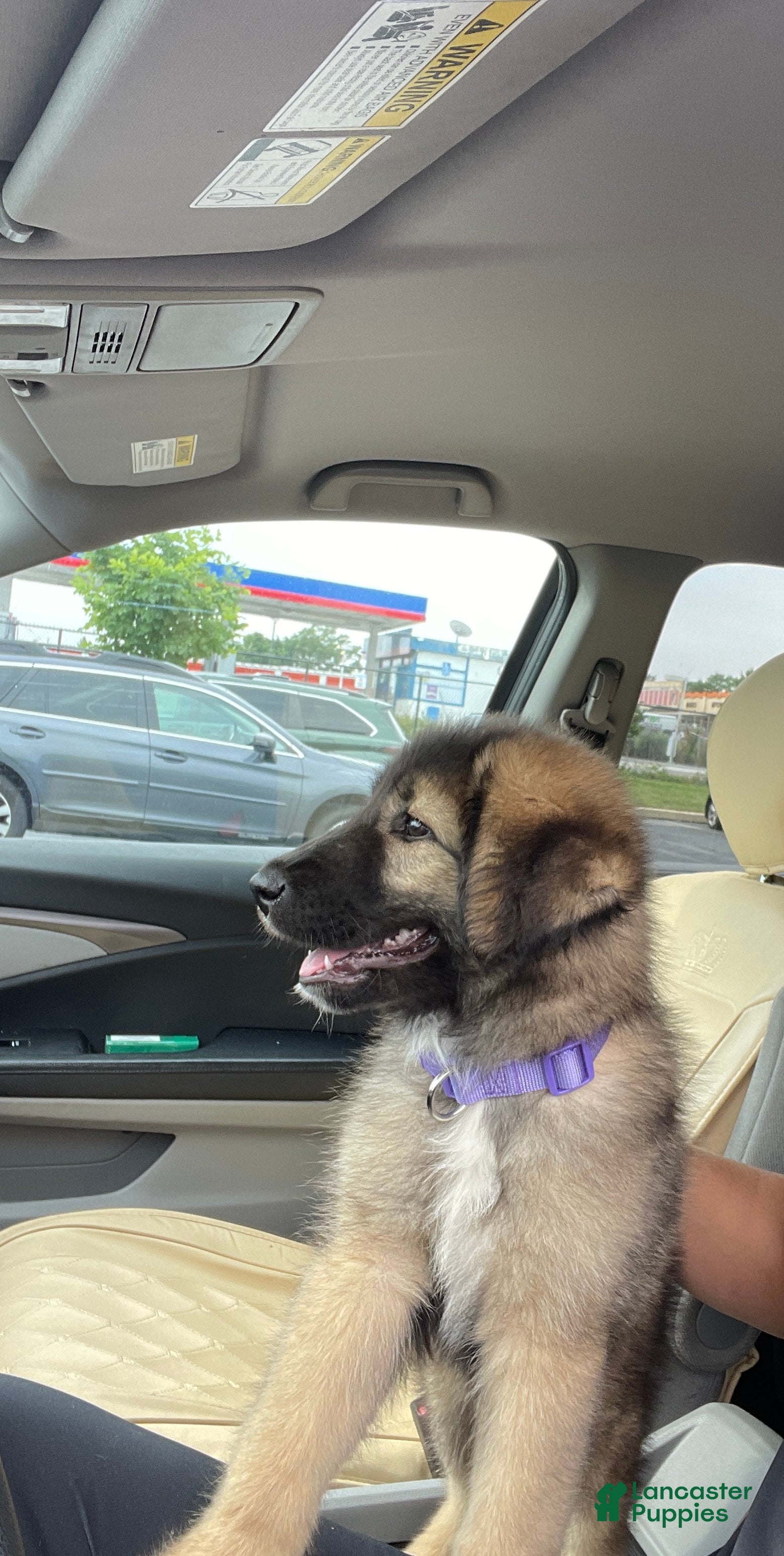 Caucasian Shepherd Dog dogs Mishka ( little bear in Russian ) - Ad 1
