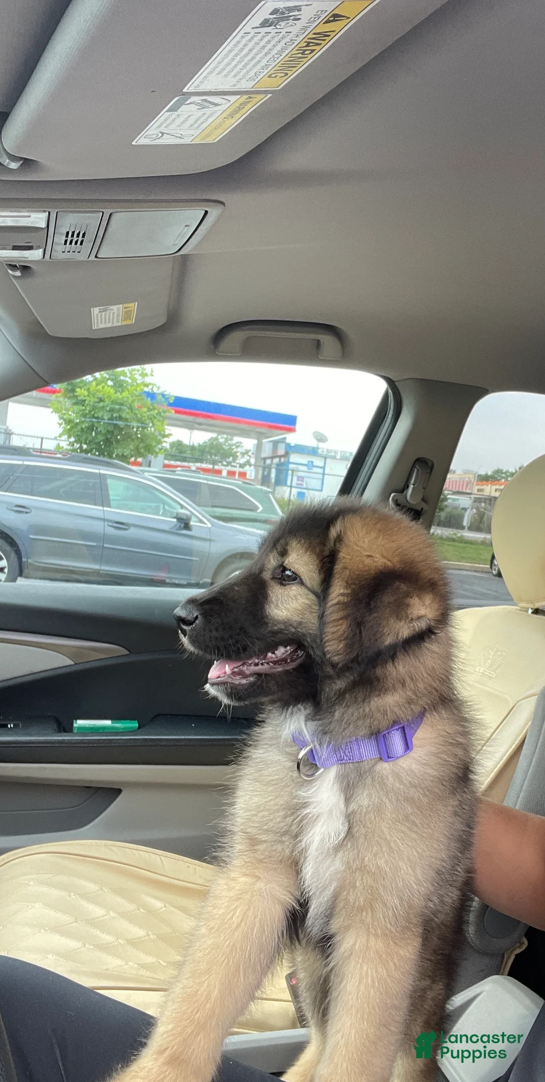 Caucasian Shepherd Dog dogs for sale: Mishka ( little bear in Russian ) - Ad 1