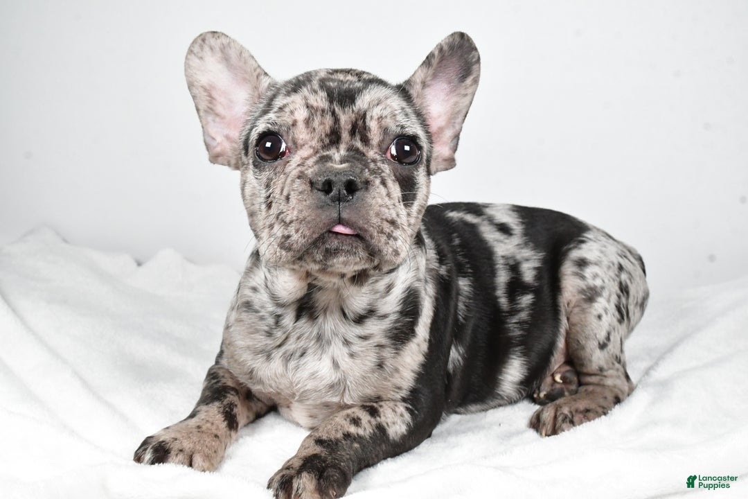 French Bulldog dogs for sale: Sandy - Ad 2