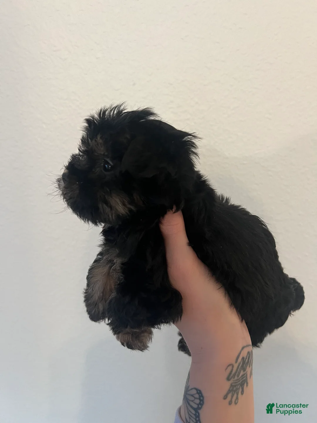 Yorkiepoo dogs for sale: Yorkiepoo Puppy 1 - Ad 3