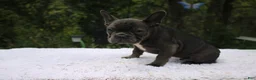 French Bulldog dogs for sale: KERMIT- FLUFFY CARRIER (bottle baby) - Ad 3