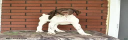 German Shorthaired Pointer dogs for sale: Gem  - Ad 9
