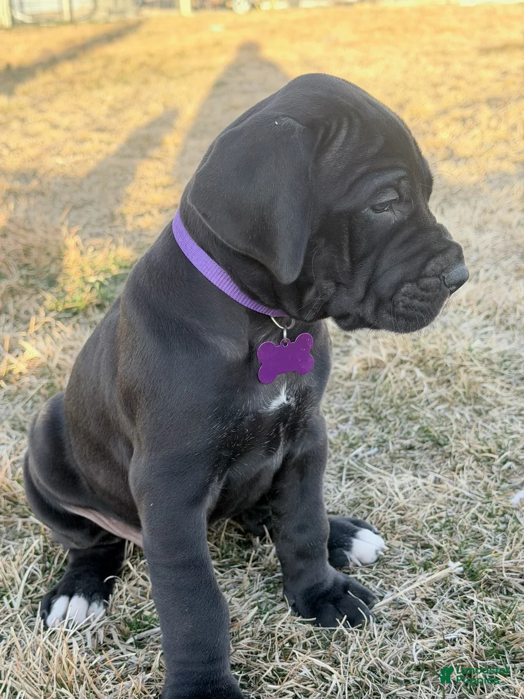 Great Dane dogs for sale: Purple Great Dane Girl 3 - Ad 2