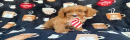 Cavapoo dogs for sale: Bentley  - Ad 3