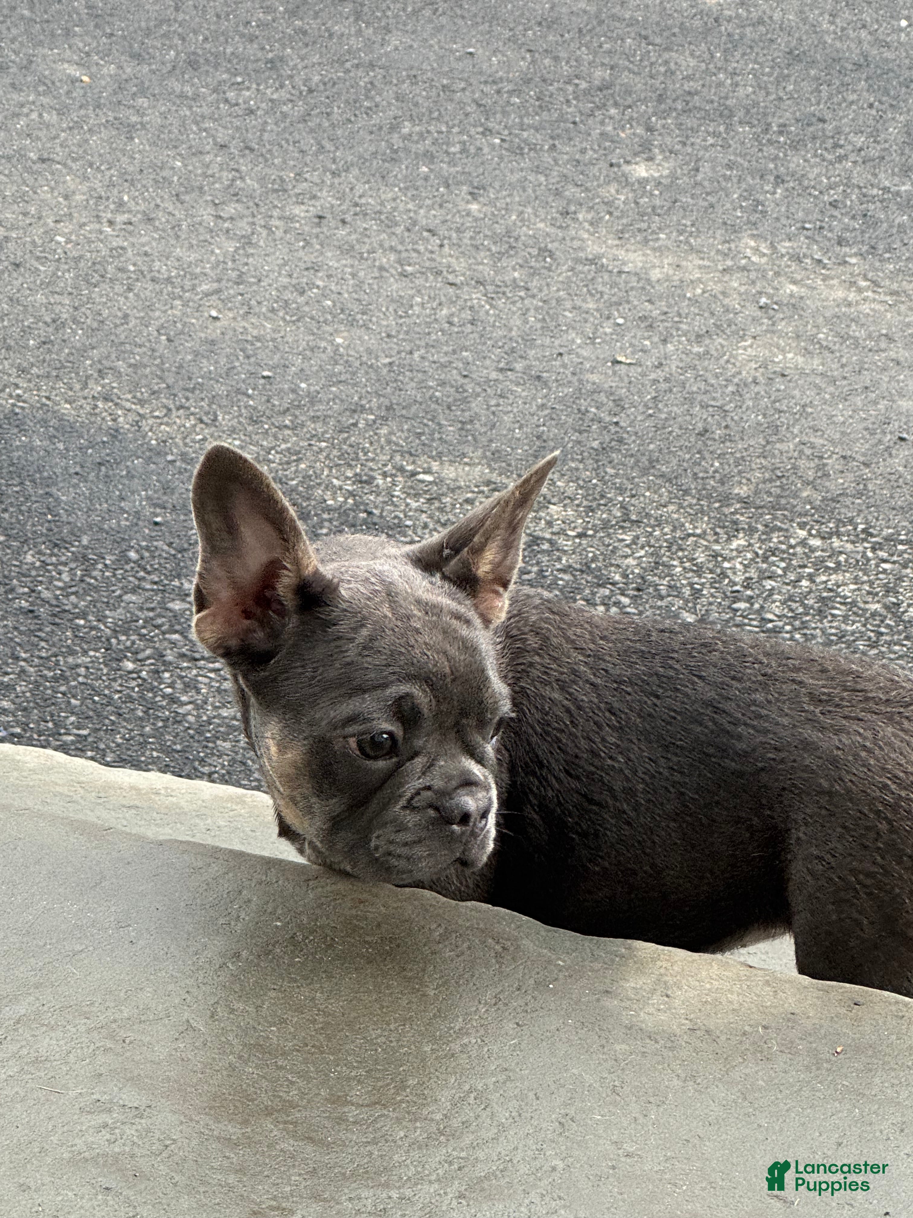 French Bulldog dogs for sale: Stella - Ad 2