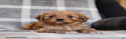 Cavapoo dogs for sale: Rusty - Ad 1