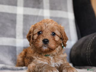 Cavapoo dogs Rusty - Ad 41