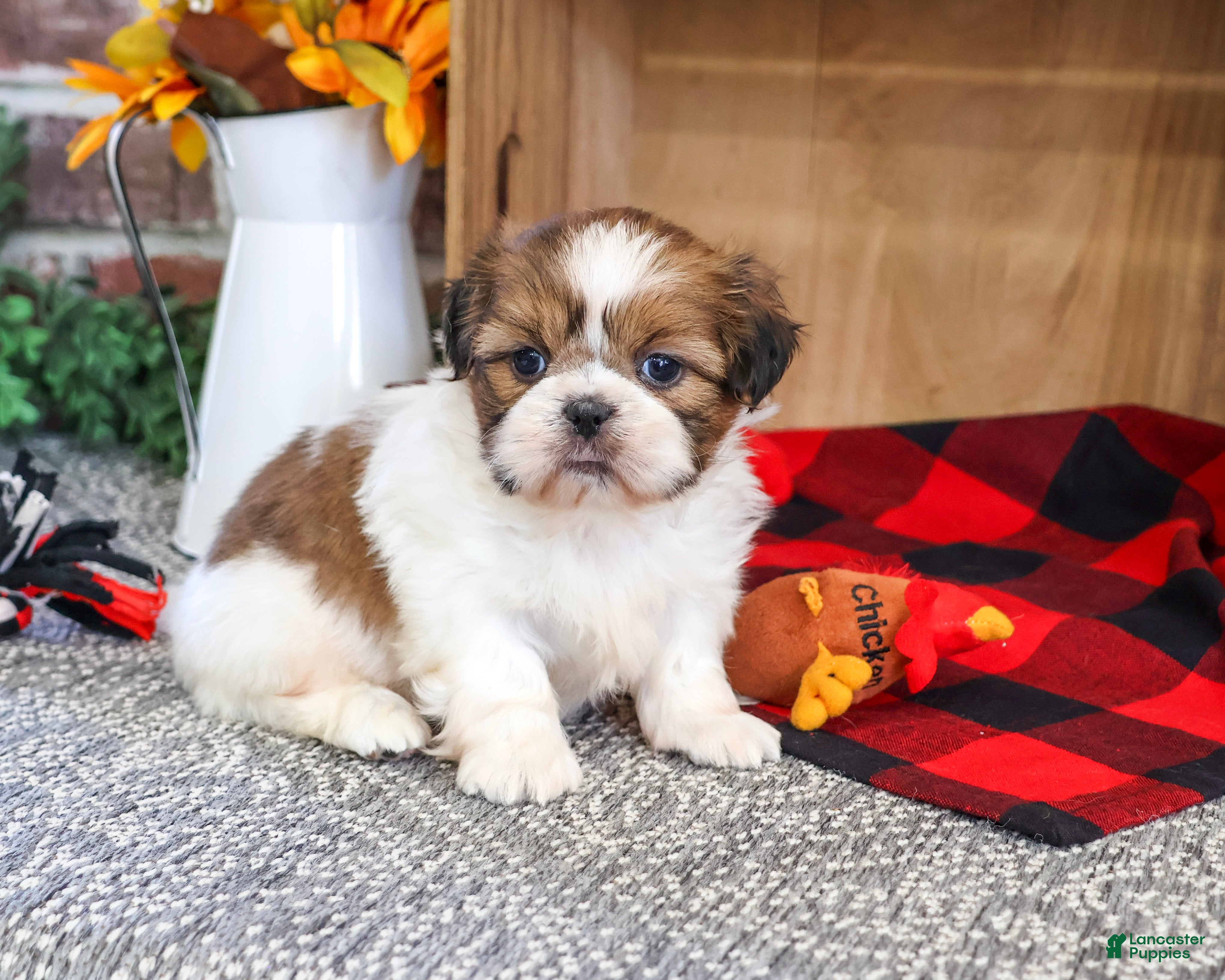 Shih Tzu dogs Jake - Ad 8