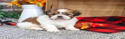 Shih Tzu dogs for sale: Jake - Ad 1