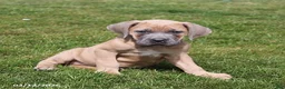 Cane Corso dogs for sale: Gizmo - Ad 1
