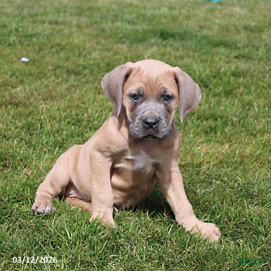 Cane Corso dogs for sale: Gizmo - Ad 1
