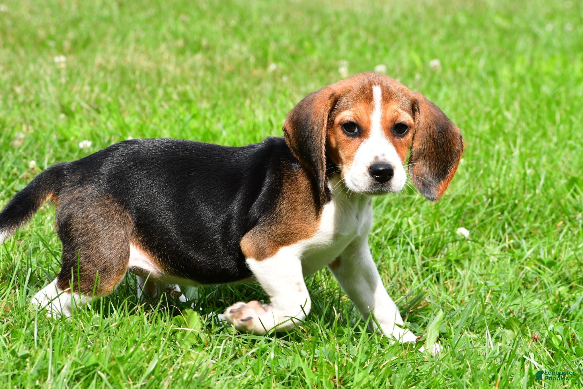 Beagle dogs Cassandra - Ad 2