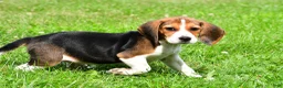 Beagle dogs for sale: Cassandra - Ad 2