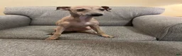 Italian Greyhound dogs for sale: Champagne  - Ad 4