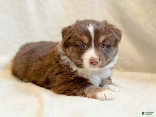 Miniature Australian Shepherd dogs Breeze - Ad 13
