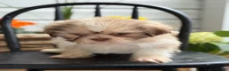 Shih Tzu dogs for sale: Jasper - Ad 3