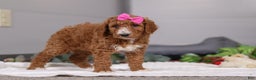 Standard Poodle dogs for sale: Brianna - Ad 7