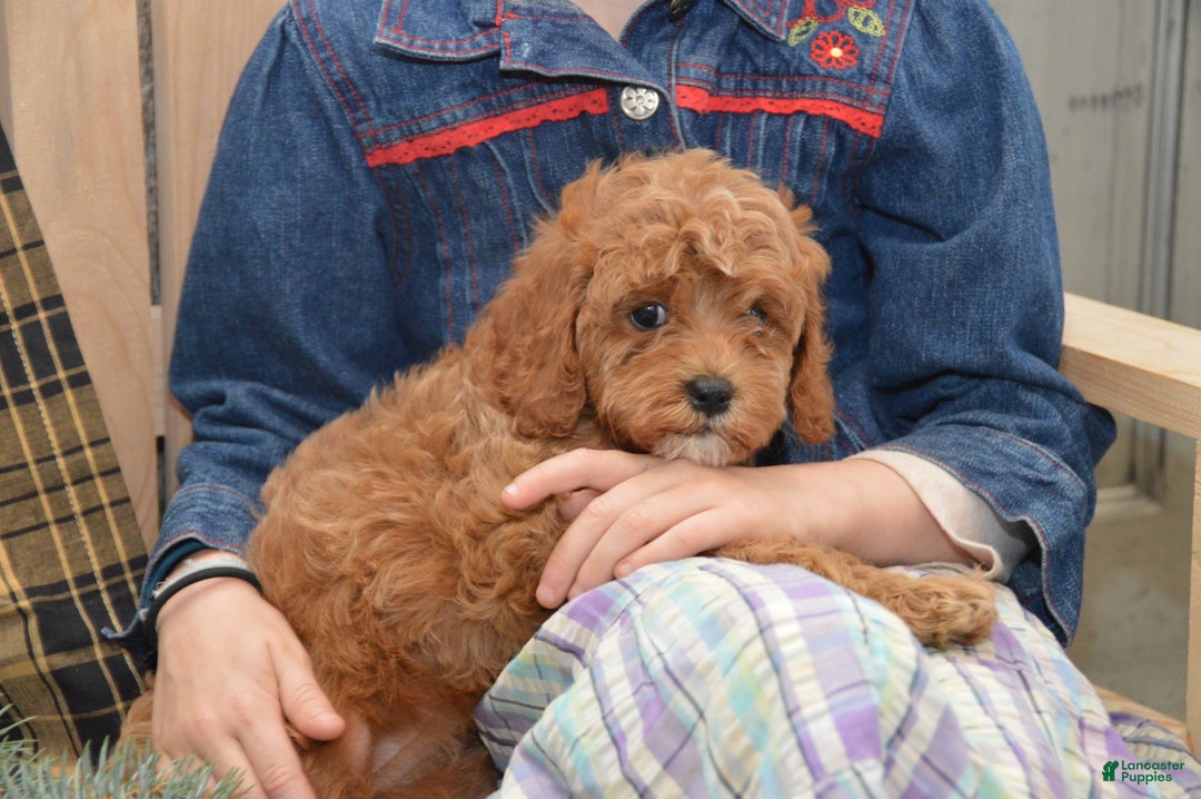 Cavapoo dogs for sale: Katina - Ad 3