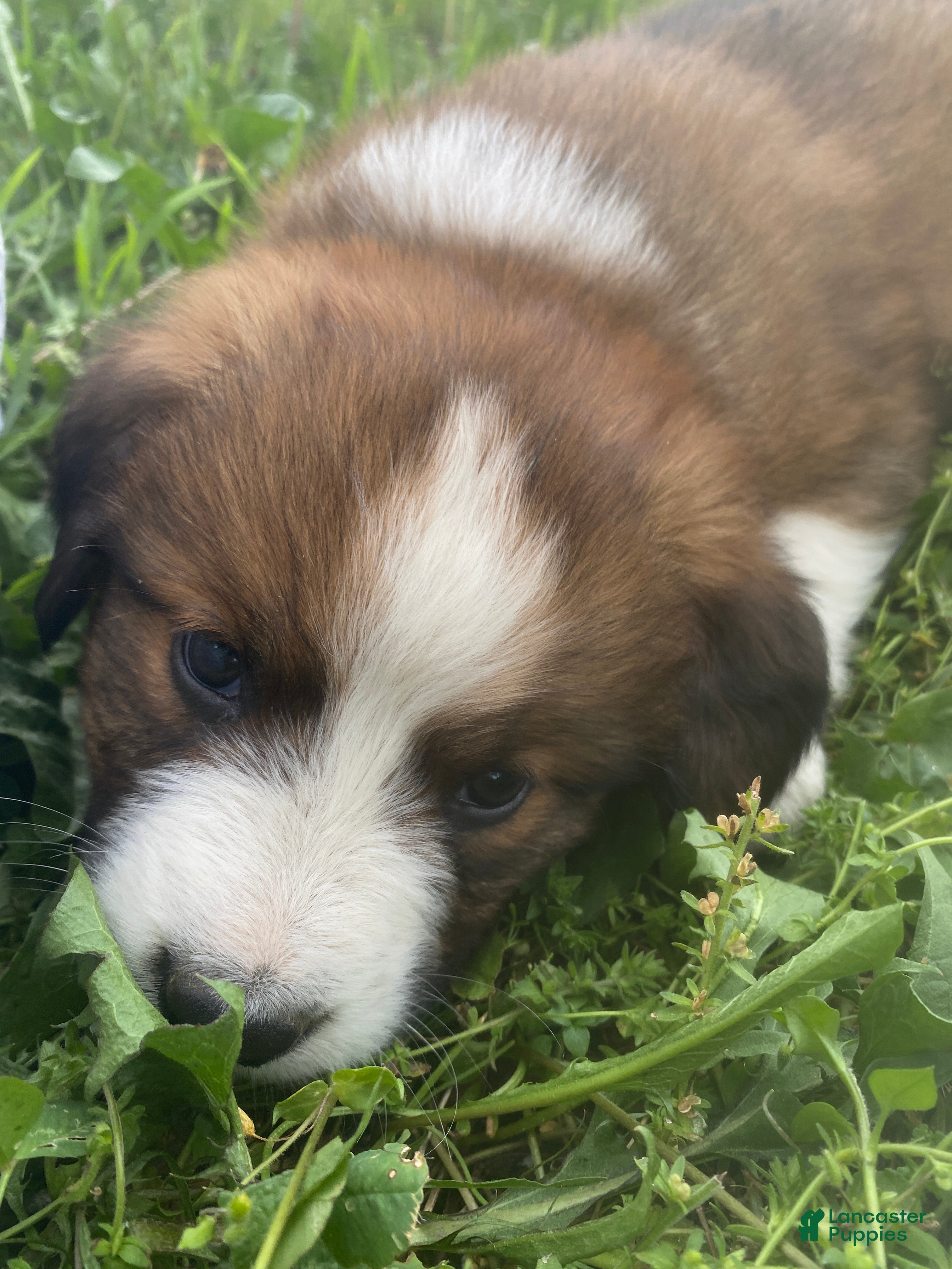 Mixed Breed dogs for sale: ♥️SWEET TIMBER ♥️ - Ad 5