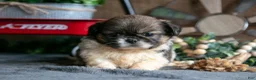 Pekingese dogs for sale: Willard - Ad 3