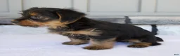 Yorkshire Terrier dogs for sale: Luna - Ad 3
