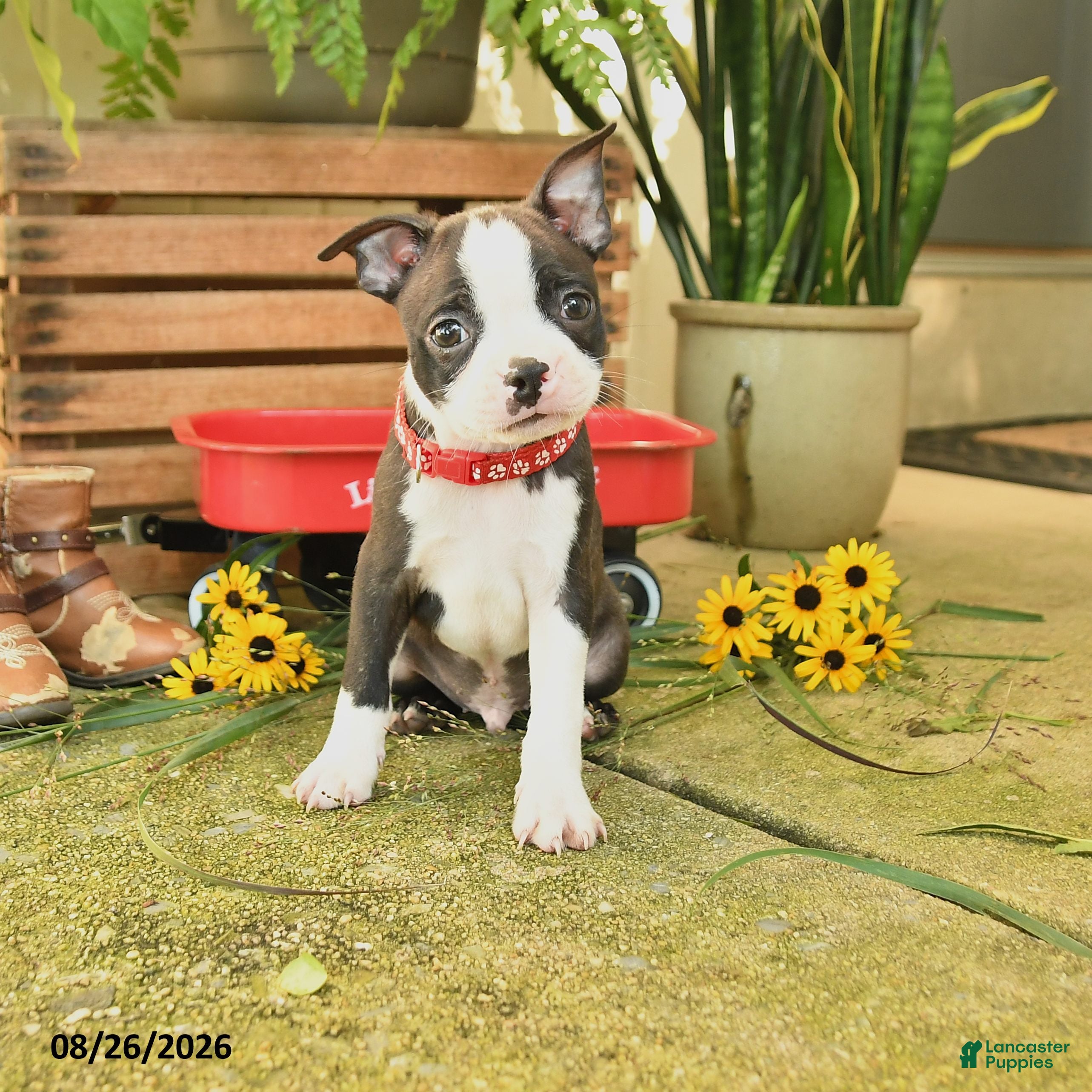 Boston Terrier dogs Sporty - Ad 1
