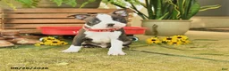 Boston Terrier dogs for sale: Sporty - Ad 1