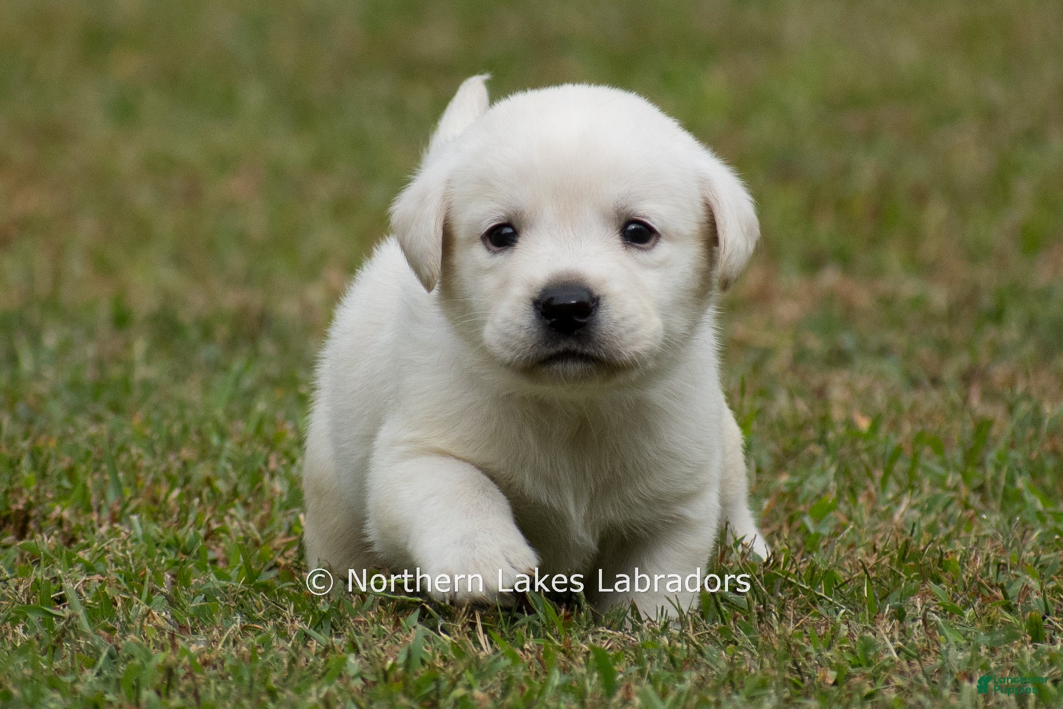 Labrador Retriever dogs McKenna - Ad 36