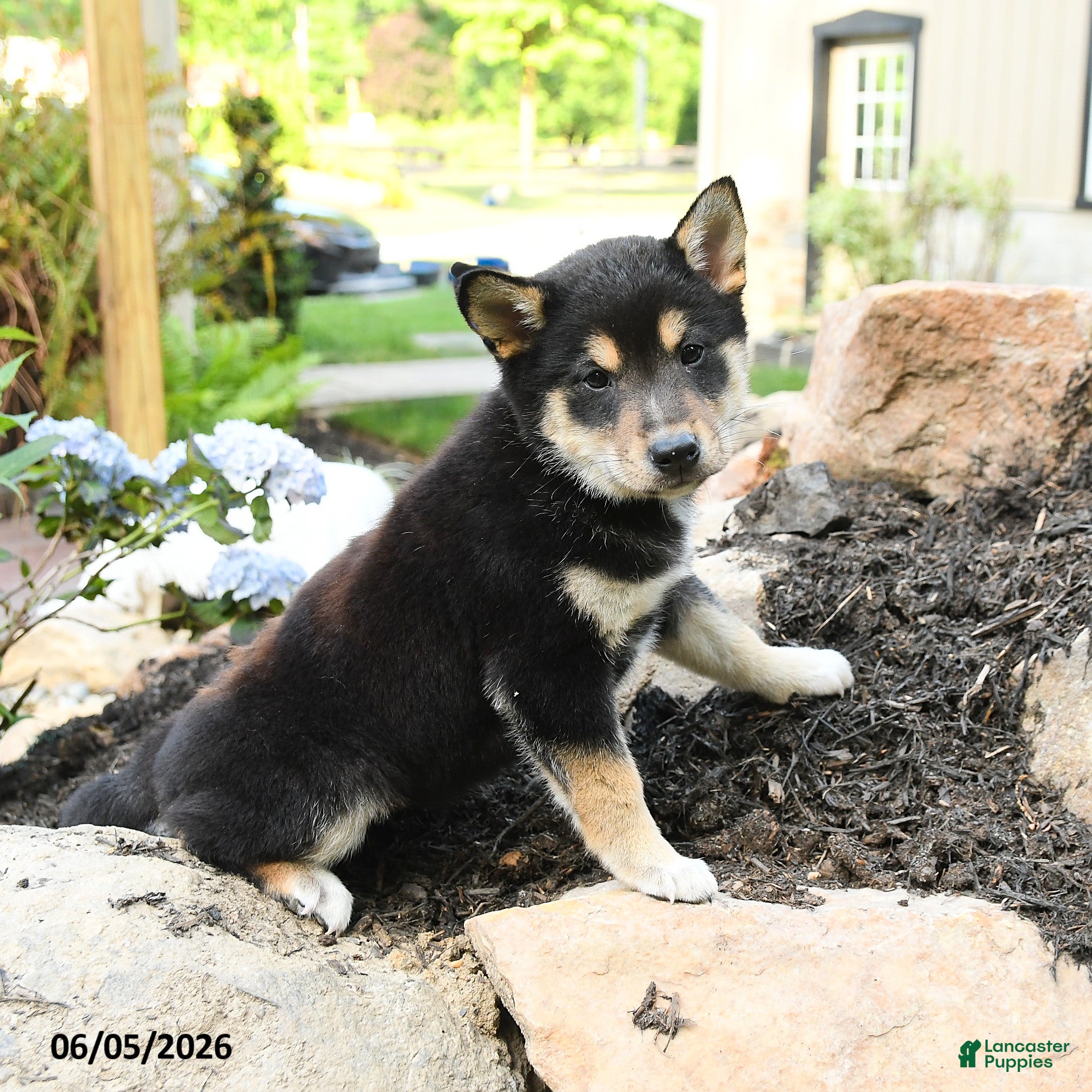 Shiba Inu dogs Katherine - Ad 1