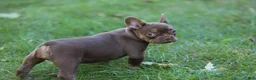 French Bulldog dogs for sale: Ruby - Ad 4