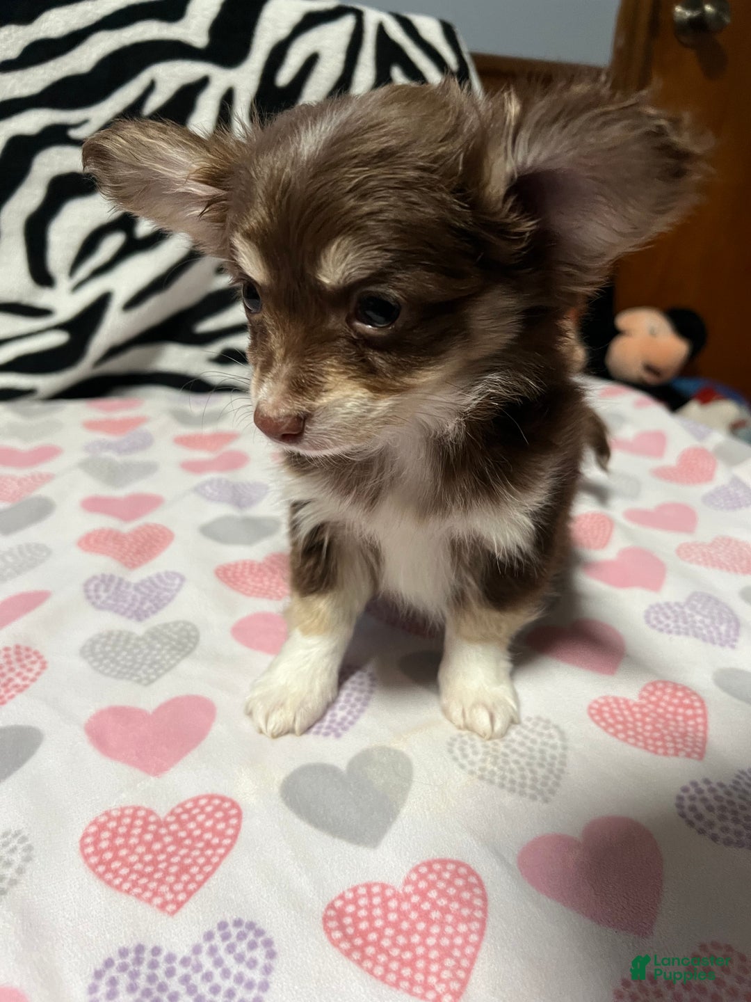 Papillon dogs for sale: Honey - Ad 2