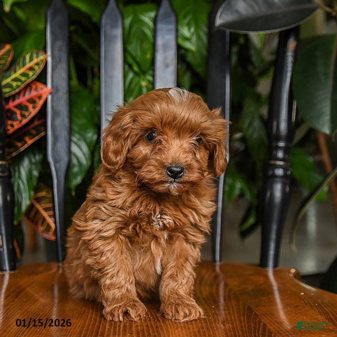 Cavapoo dogs for sale: Ziggy - Ad 4
