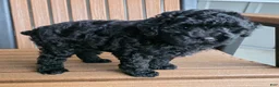 Miniature Poodle dogs for sale: Ruby - House raised House trained - Ad 4