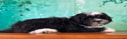 Teddy Bear dogs for sale: Panda - Ad 3