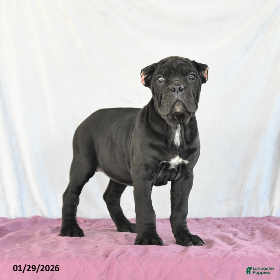 Cane Corso dogs Marigold - Ad 8