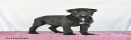Cane Corso dogs for sale: Marigold - Ad 1