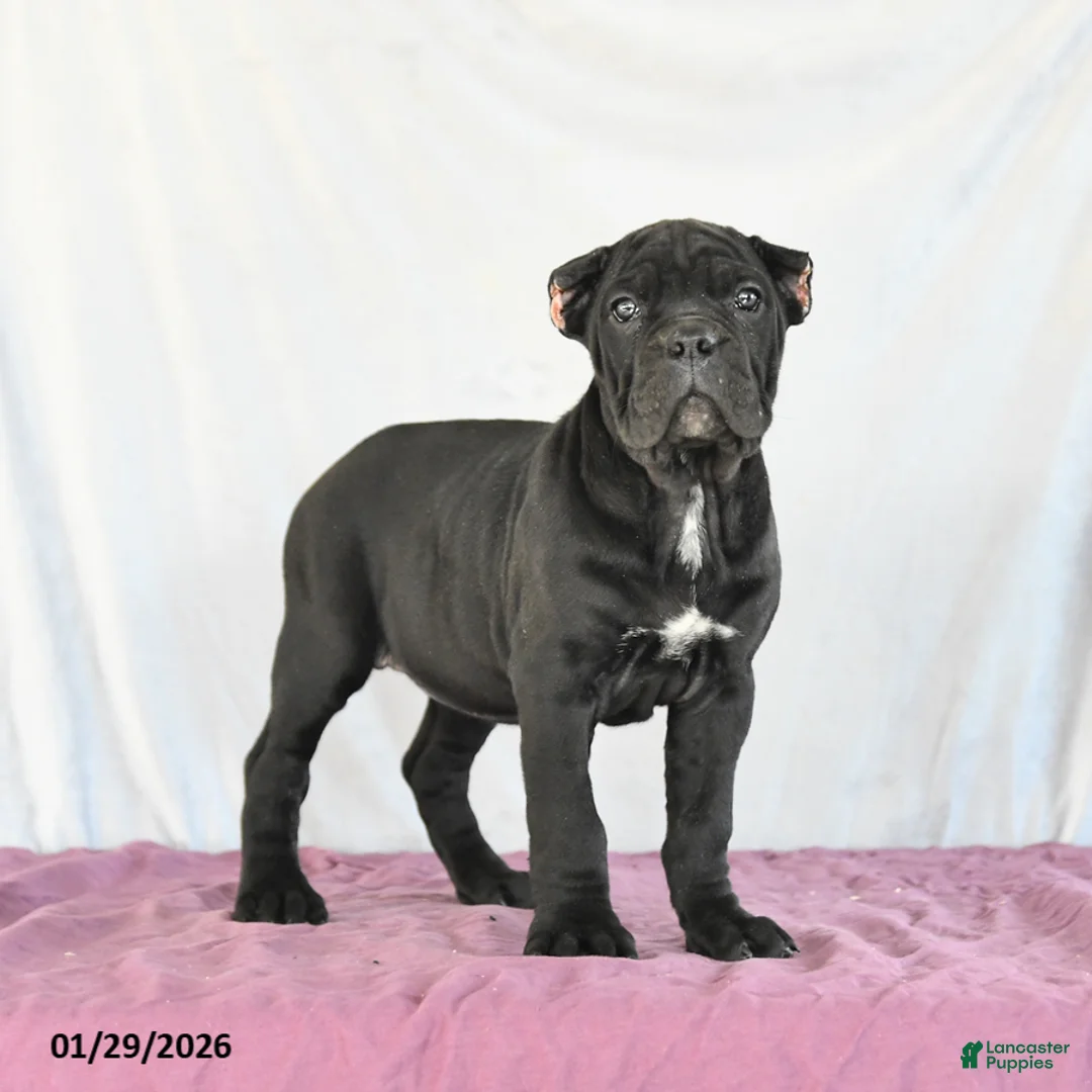 Cane Corso dogs for sale: Marigold - Ad 1