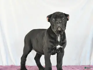 Cane Corso dogs Marigold - Ad 8