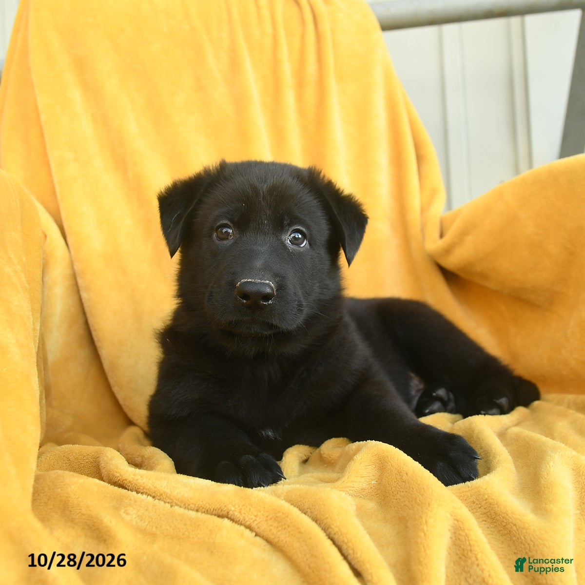 German Shepherd dogs for sale: Obadiah  - Ad 2