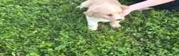 Aussiedoodle dogs for sale: Aussiedoodle Puppy 6 - Ad 1
