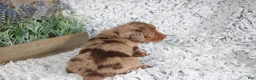 Dachshund dogs for sale: PATCH - Ad 4