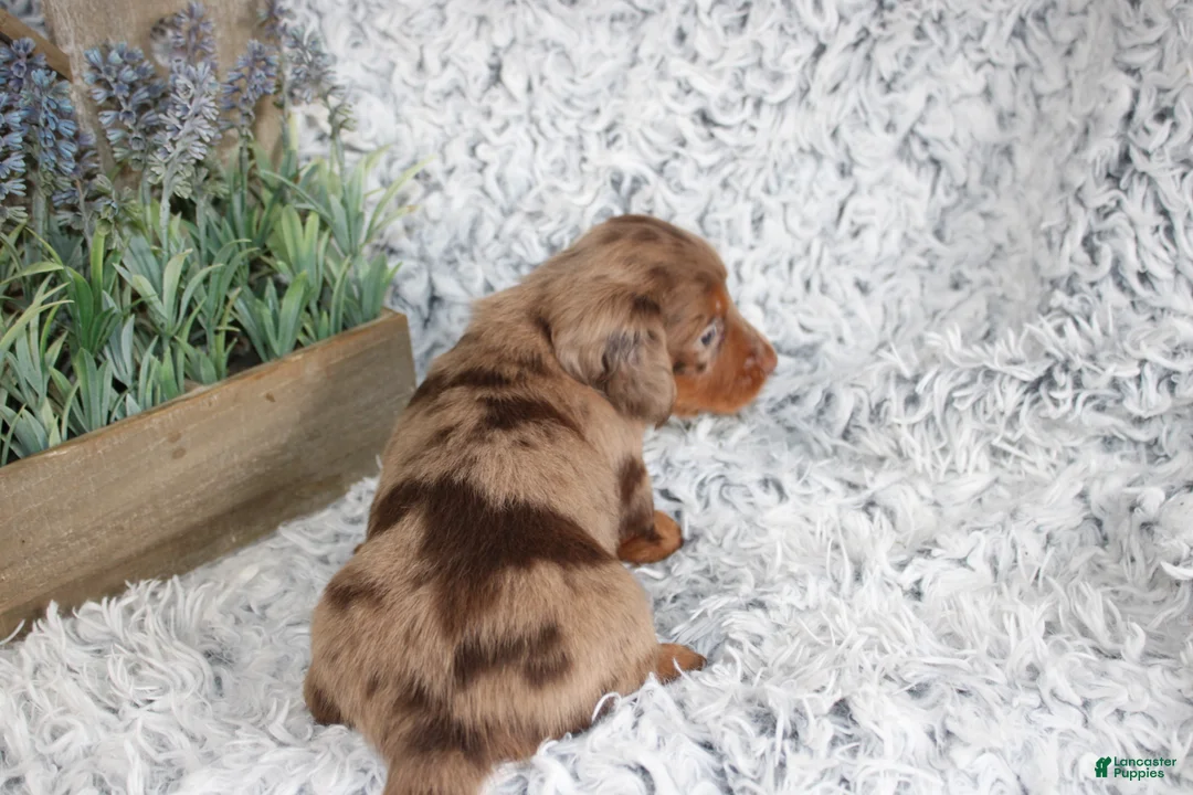 Dachshund dogs for sale: PATCH - Ad 4