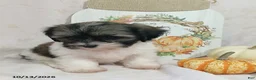 Teddy Bear dogs for sale: Lily - Ad 5