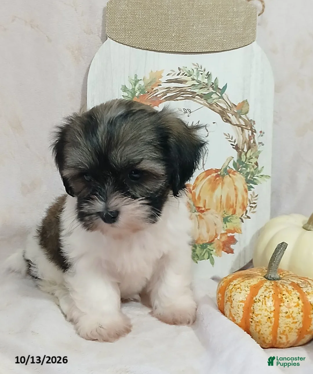 Teddy Bear dogs for sale: Lily - Ad 5