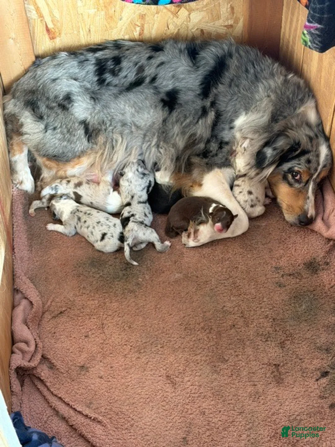 Australian Shepherd dogs for sale: Australian Shepherd 2 - Ad 3