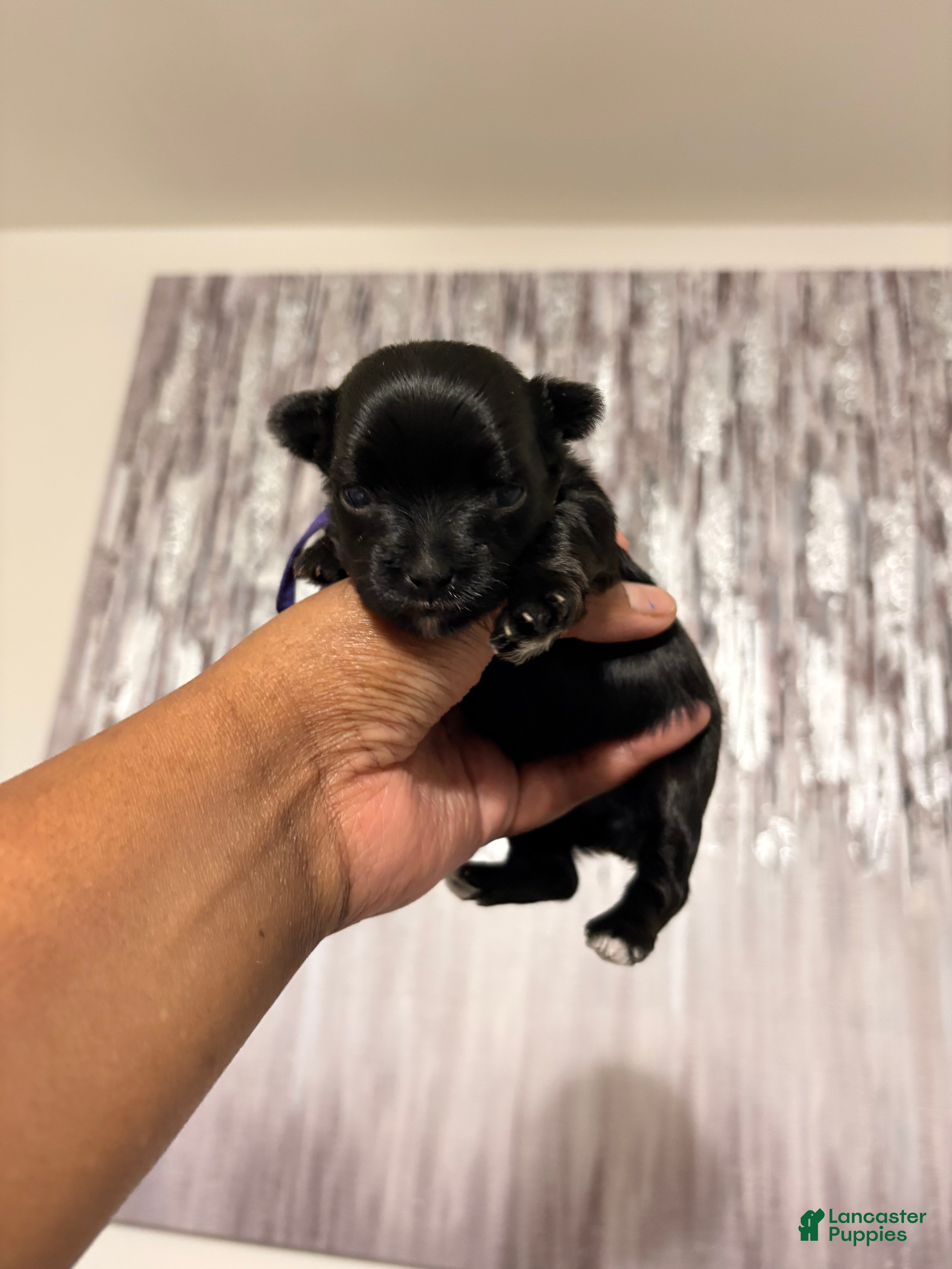 Yorkshire Terrier dogs Micro - Ad 4