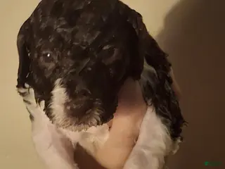 Labradoodle dogs Kudzu - Ad 7